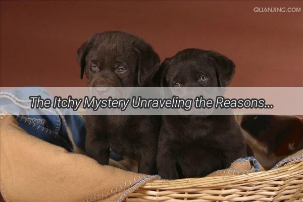 The Itchy Mystery Unraveling the Reasons Behind Your Dogs PostPackaging Hives